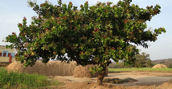 Foto van een cashewboom